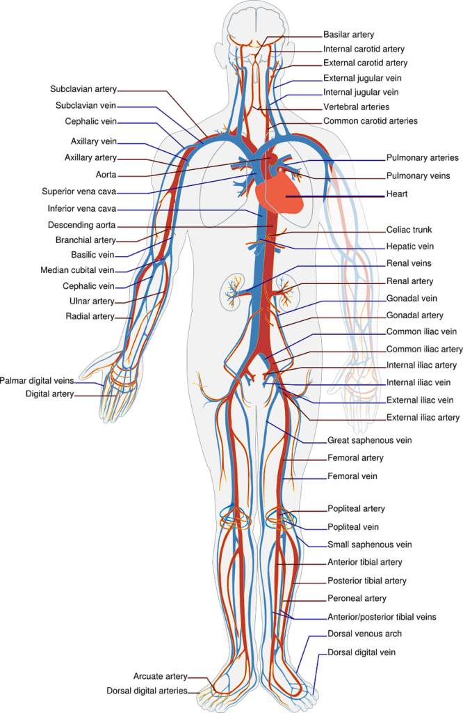 What is the cardiovascular system and its function?